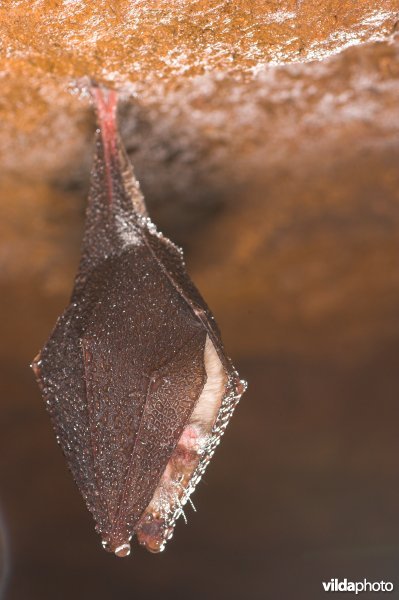 Kleine hoefijzerneus in winterslaap