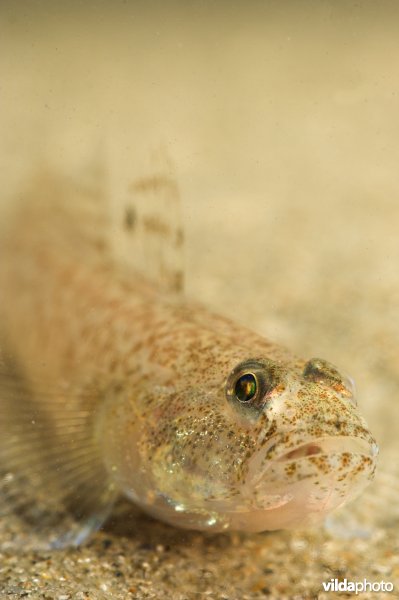 Brakwatergrondel