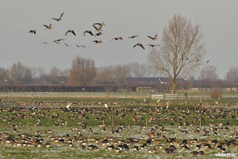 Overwinterende Kolganzen