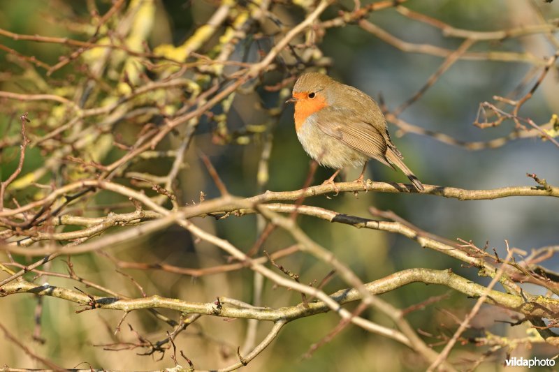 Roodborst