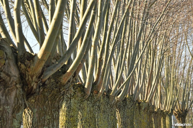 Knotwilgenrij