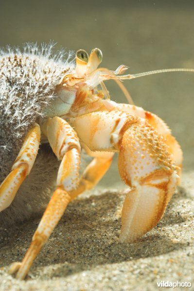 Gewone heremietkreeft