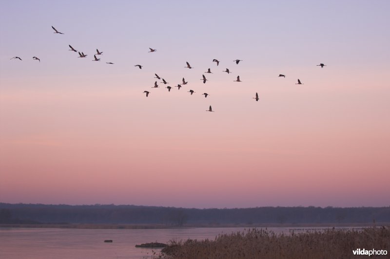 Groep overvliegende Kraanvogels