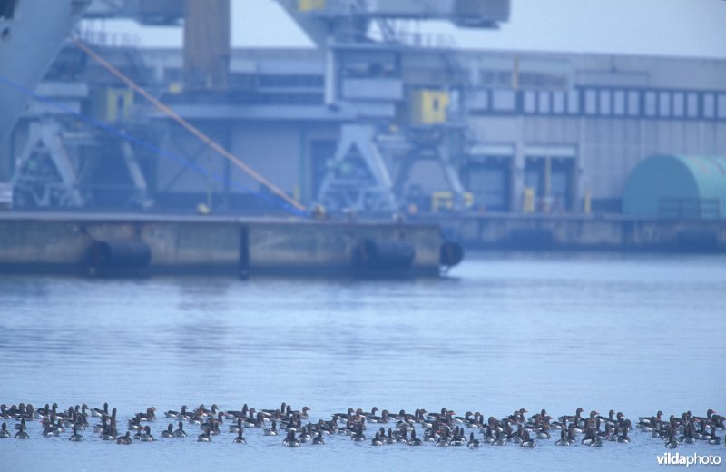 Grauwe Ganzen in haven Zeebrugge