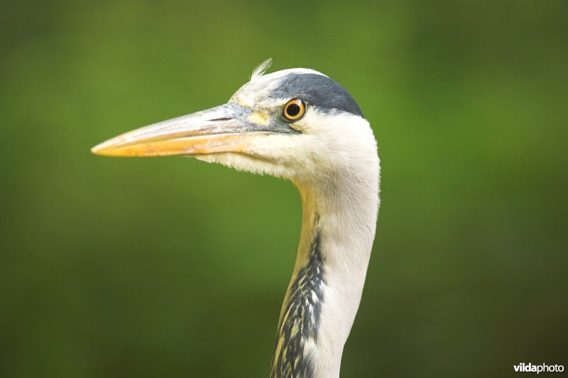 Kop Blauwe Reiger