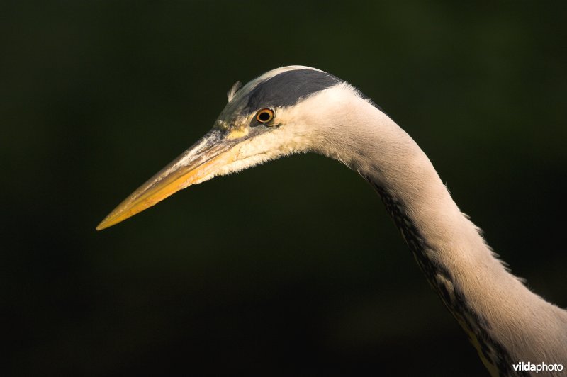 Kop Blauwe Reiger