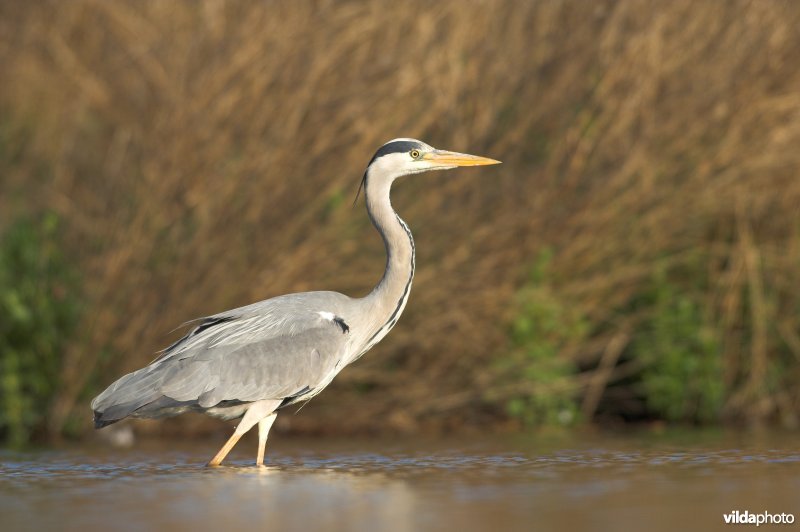 Blauwe Reiger