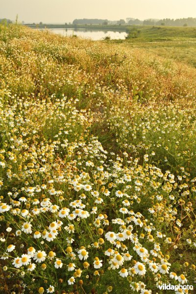 Natuurgebied Negenoord-Kerkeweerd