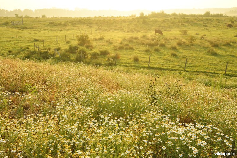 Natuurgebied Negenoord-Kerkeweerd