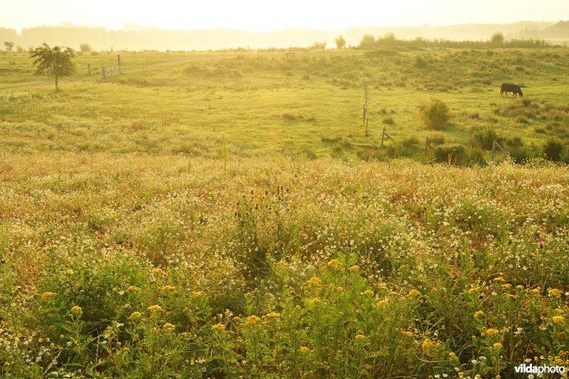 Natuurgebied Negenoord-Kerkeweerd