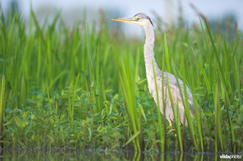 Blauwe Reiger