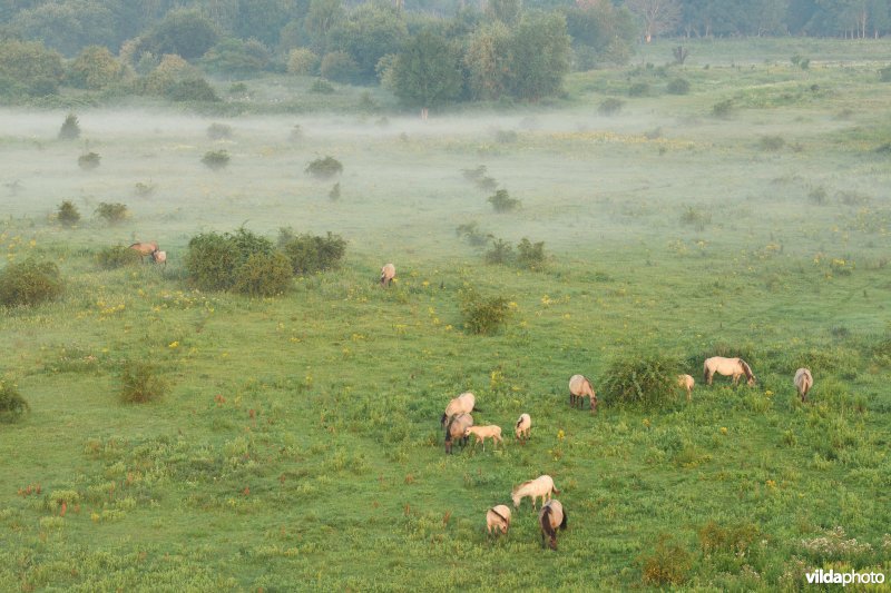 Natuurgebied Negenoord-Kerkeweerd