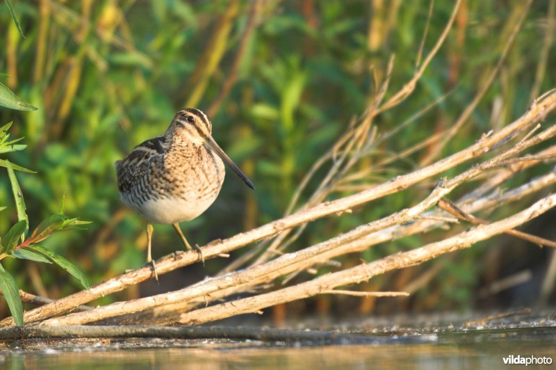 Watersnip