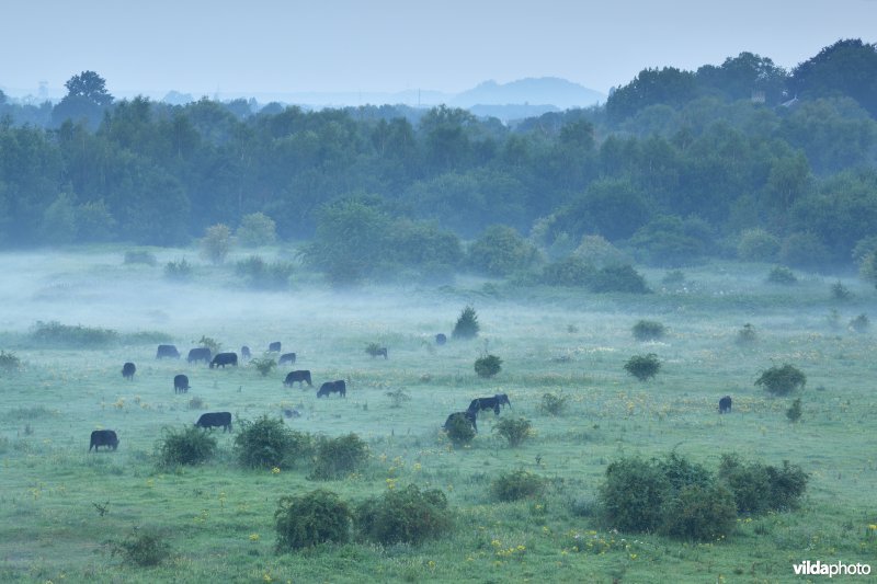 Natuurgebied Negenoord-Kerkeweerd