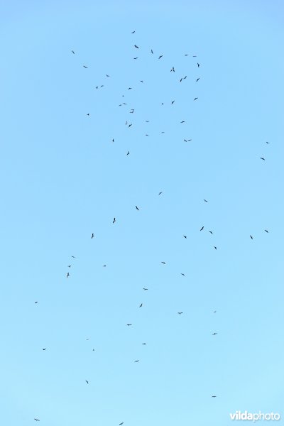 Massale trek van wespendief en zwarte wouw