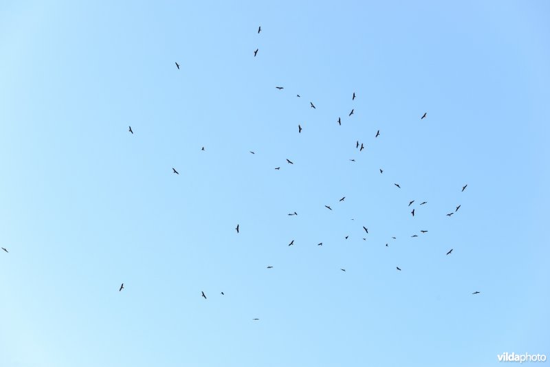 Massale trek van wespendief en zwarte wouw