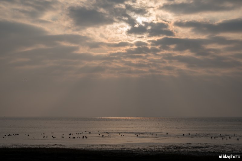 Rotganzen op het wad