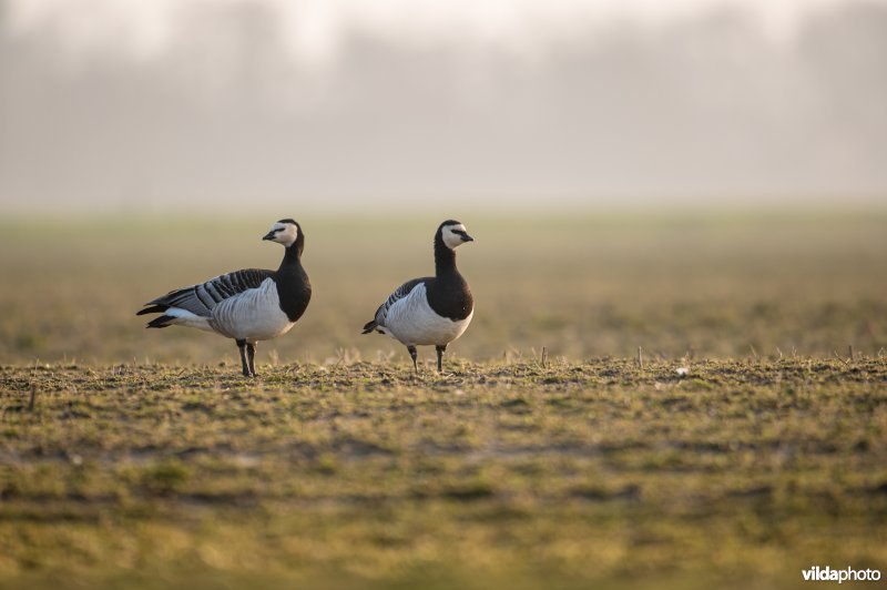 Brandgans op Schiermonnikoog