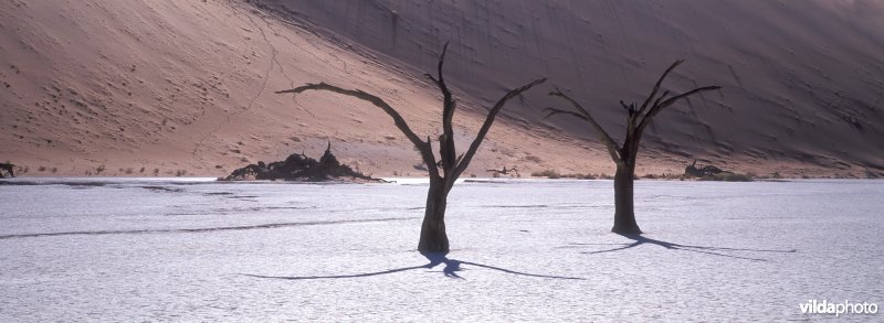 Death Vlei in Namibië