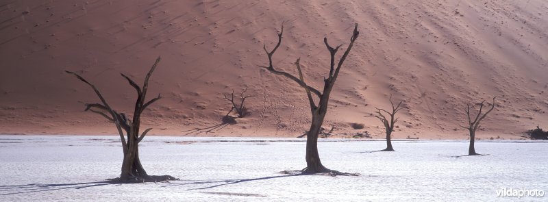 Death Vlei in Namibië