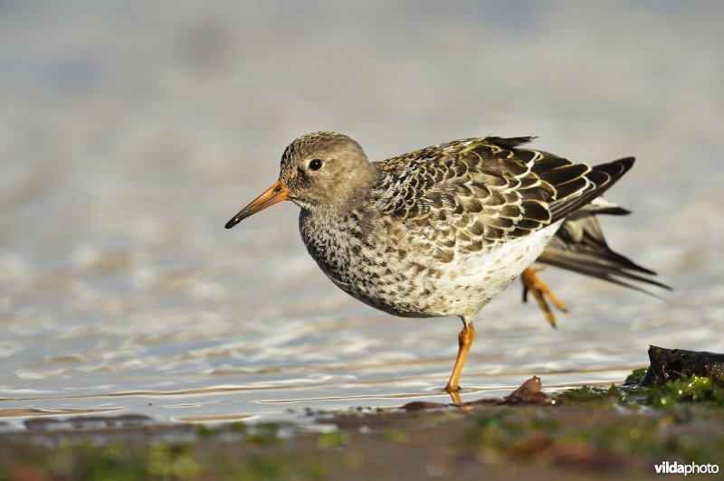 Paarse strandloper