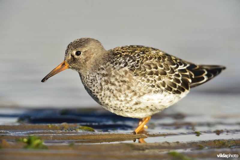 Paarse strandloper