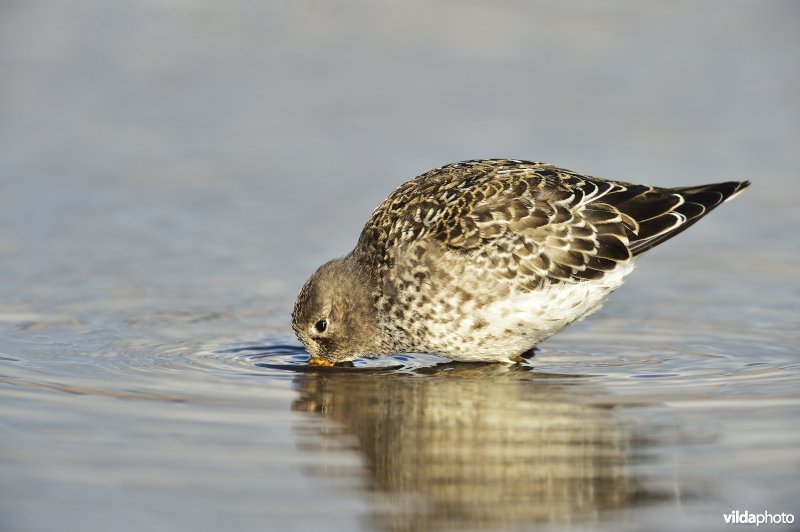 Paarse strandloper