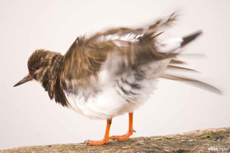 Steenloper schudt zich uit