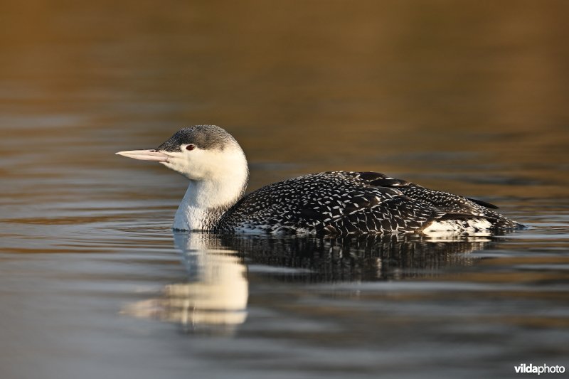 Roodkeelduiker in winterkleed