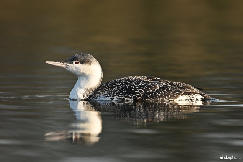 Roodkeelduiker in winterkleed