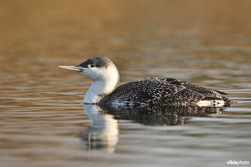 Roodkeelduiker in winterkleed