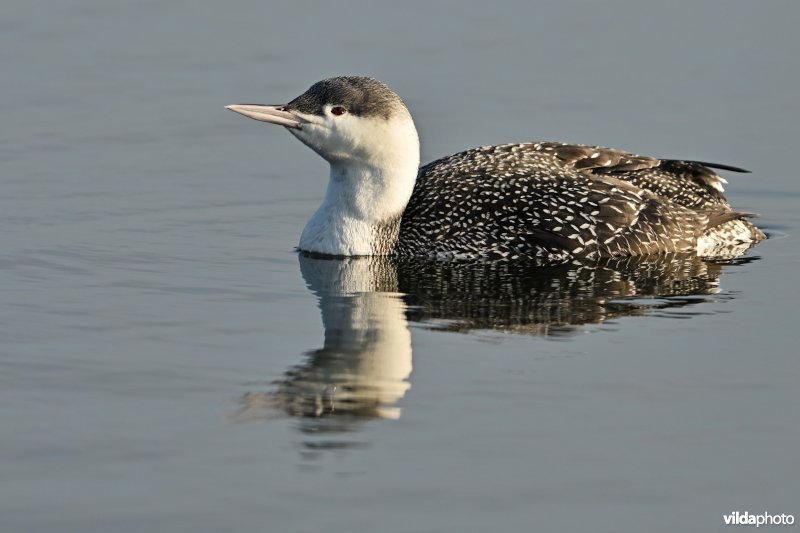 Roodkeelduiker in winterkleed