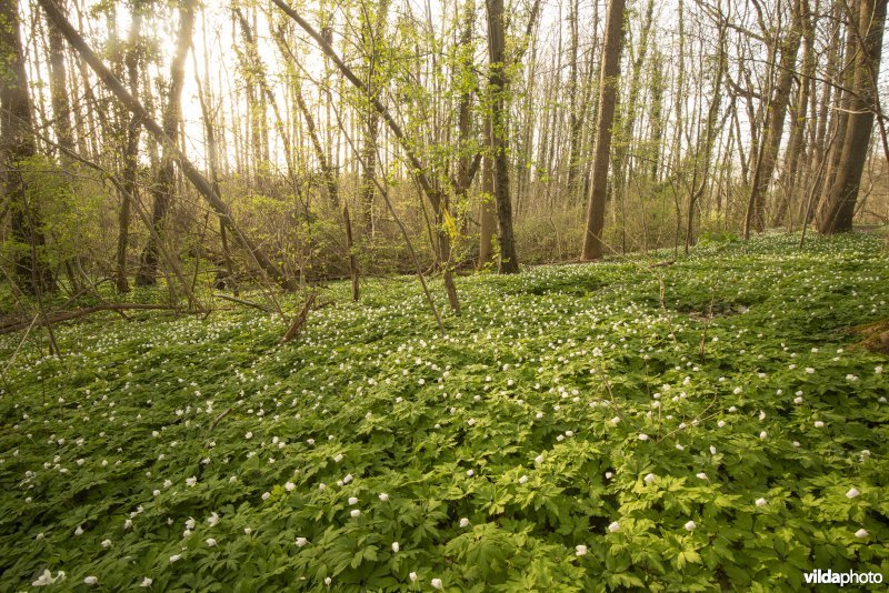 Bosanemonen in het Hasseltbos