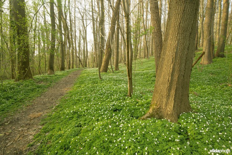 Bosanemonen in het Hasseltbos