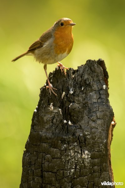 Roodborst