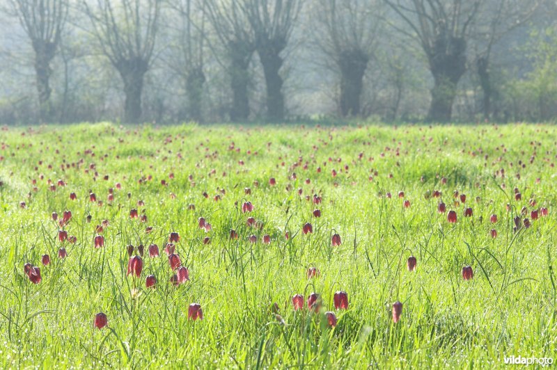 Een veld vol Kievitsbloemen