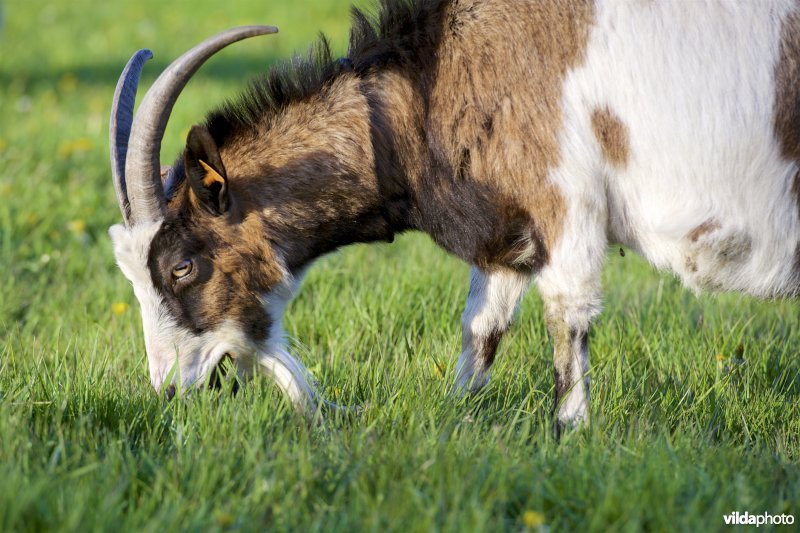 grazende Vlaamse Geit