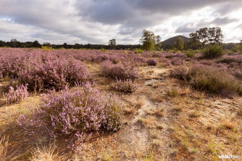 Heidelandschap met mijnterril