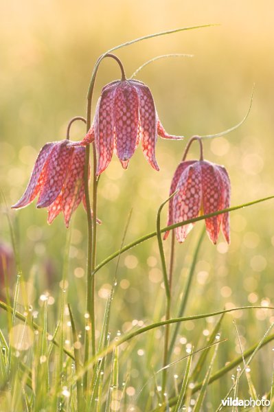 Wilde Kievitsbloemen
