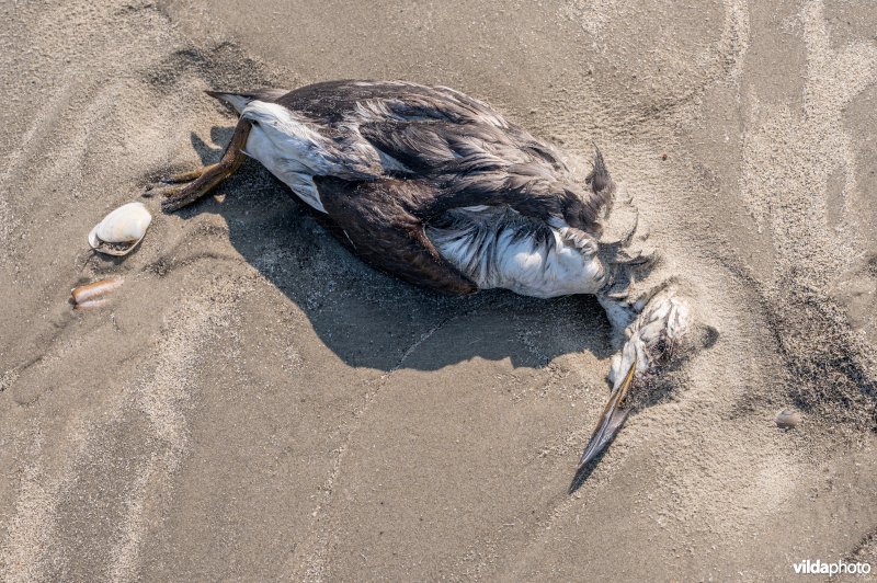 Aangespoelde Zeekoet op het strand