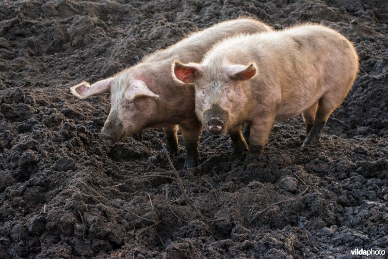 Biologisch gehouden Varken