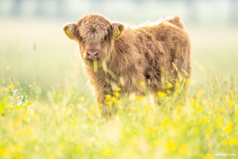 Schotse hooglander