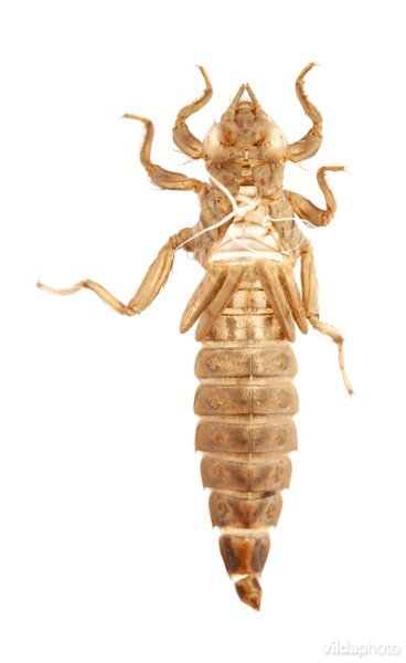 Exuvium van een Rivierrombout