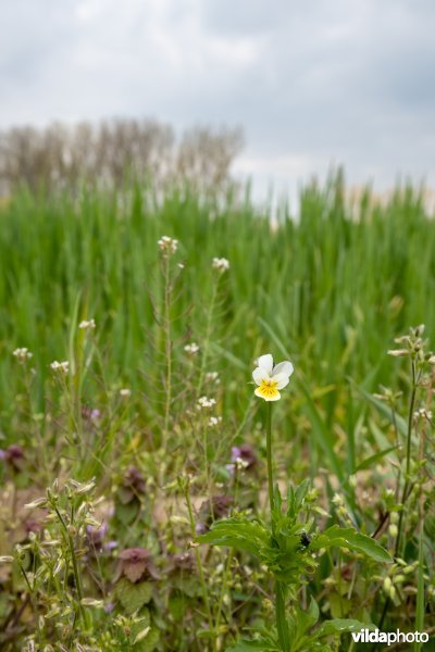 Wilde bloemen in een akkerrand
