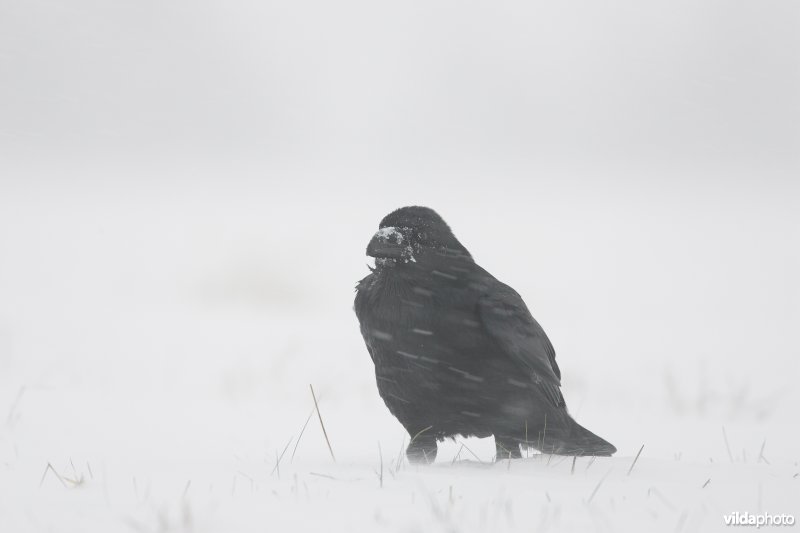 Raaf in de sneeuw