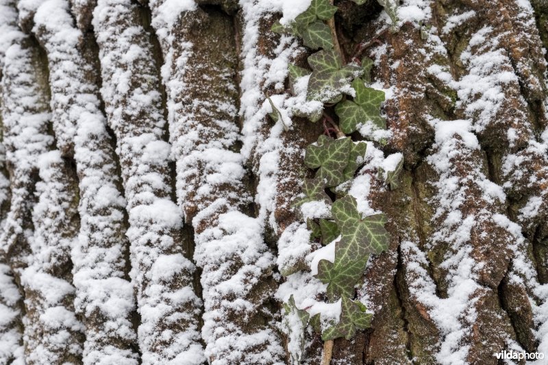 Sneeuw op boomschors