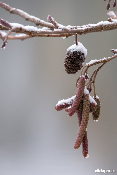 Besneeuwde elzenproppen