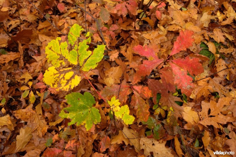 Herfstkleuren met esdoorn en Amerikaanse eik