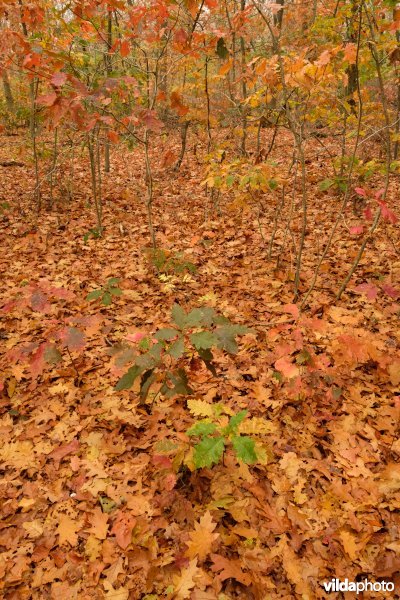 Kemperheide, Schaarsbergen