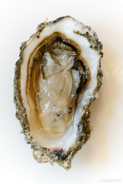 Japanse oester